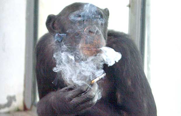 Smoking Chimp Drinking