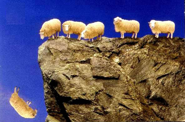 http://dailybail.com/storage/sheep_off_cliff.jpg?__SQUARESPACE_CACHEVERSION=1266307491213